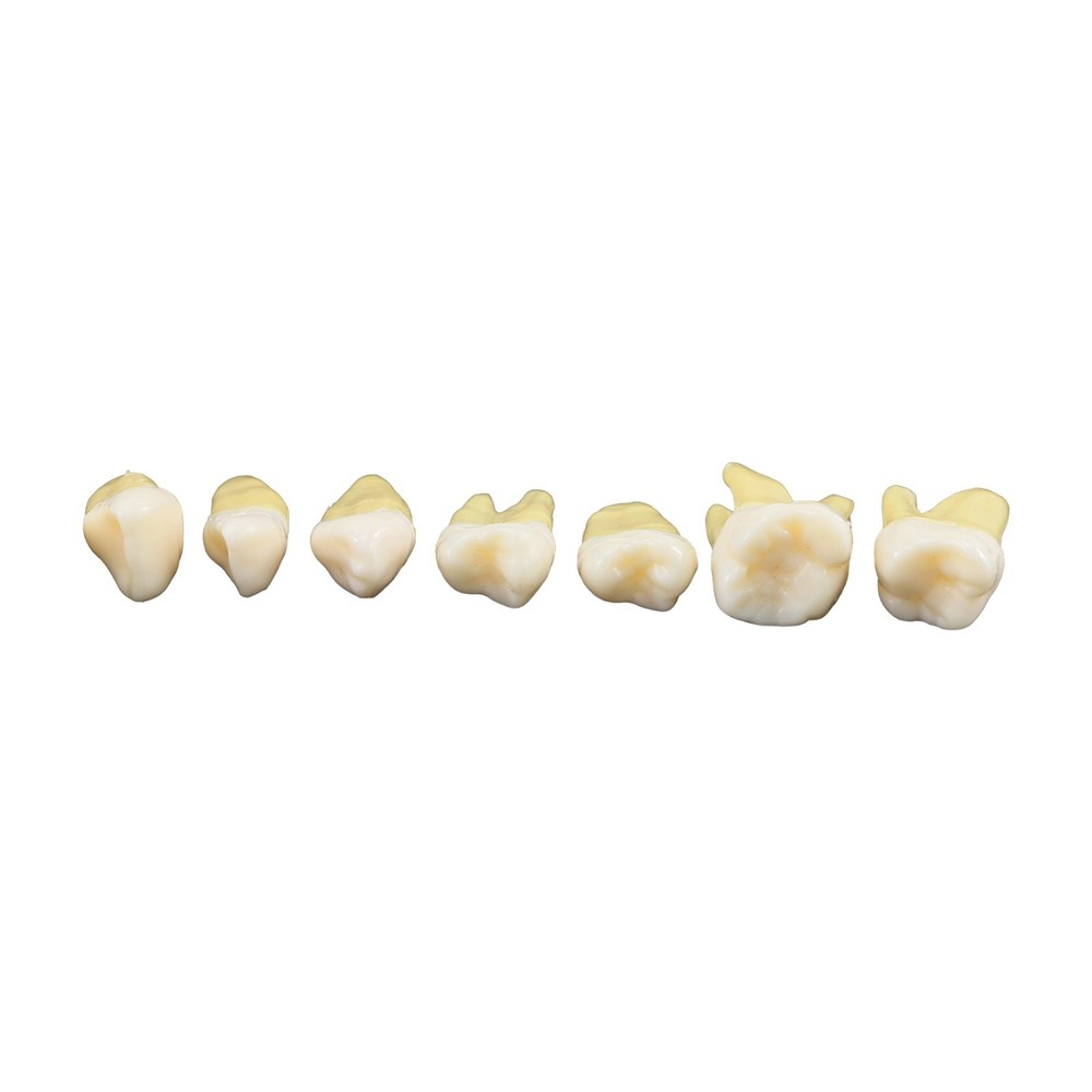 M7021 Standard Replacement Teeth 28Pcs Training Demonstration Study Teeth