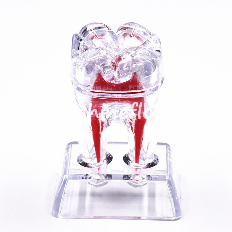 2X Dental Crystal Base Teeth Model Hard Plastic Teaching Demonstration Separable