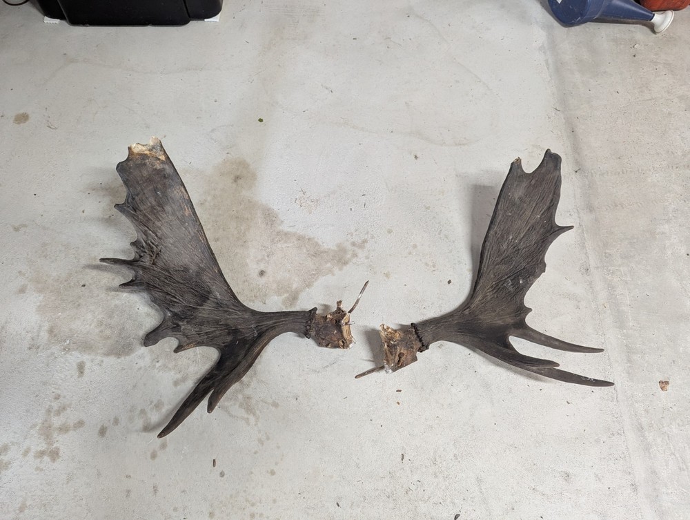 2 Moose Antlers From And Old Mount