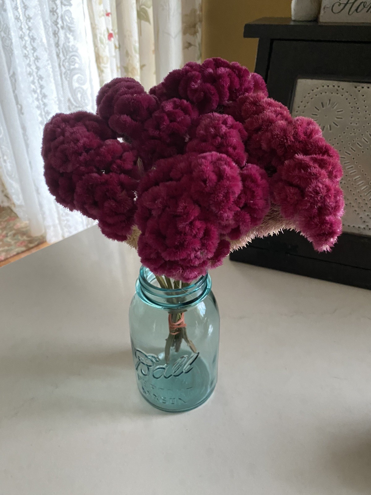 COCKSCOMB Celosia DRIED FLOWERS  Bunch BOUQUET Bundle Wedding ++ Assorted