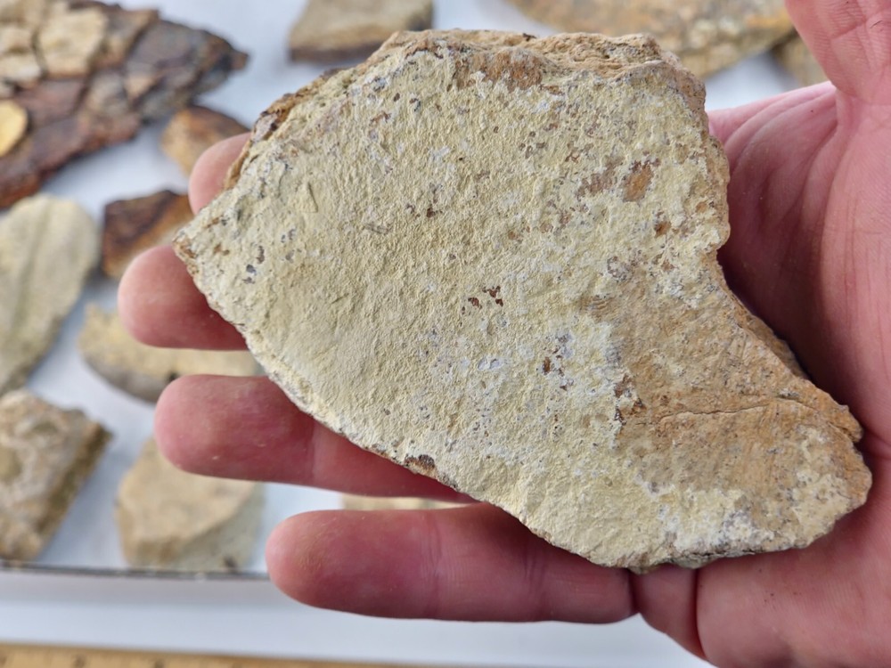 Lance Formation Dinosaur Bone Projects (Triceratops Frill?) - WY