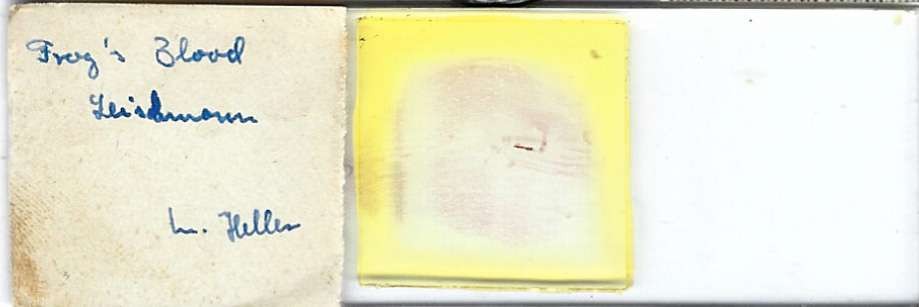 Frog's Blood Smear Microscope Slide