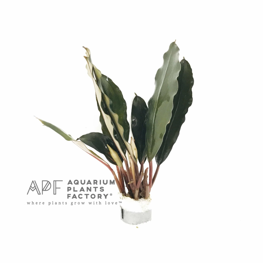 Bucephalandra Achilles Black | Buce Aquarium Plants Factory®