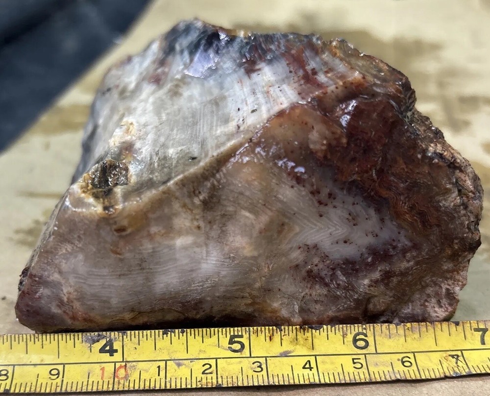 Silver Creek Junction petrified wood
