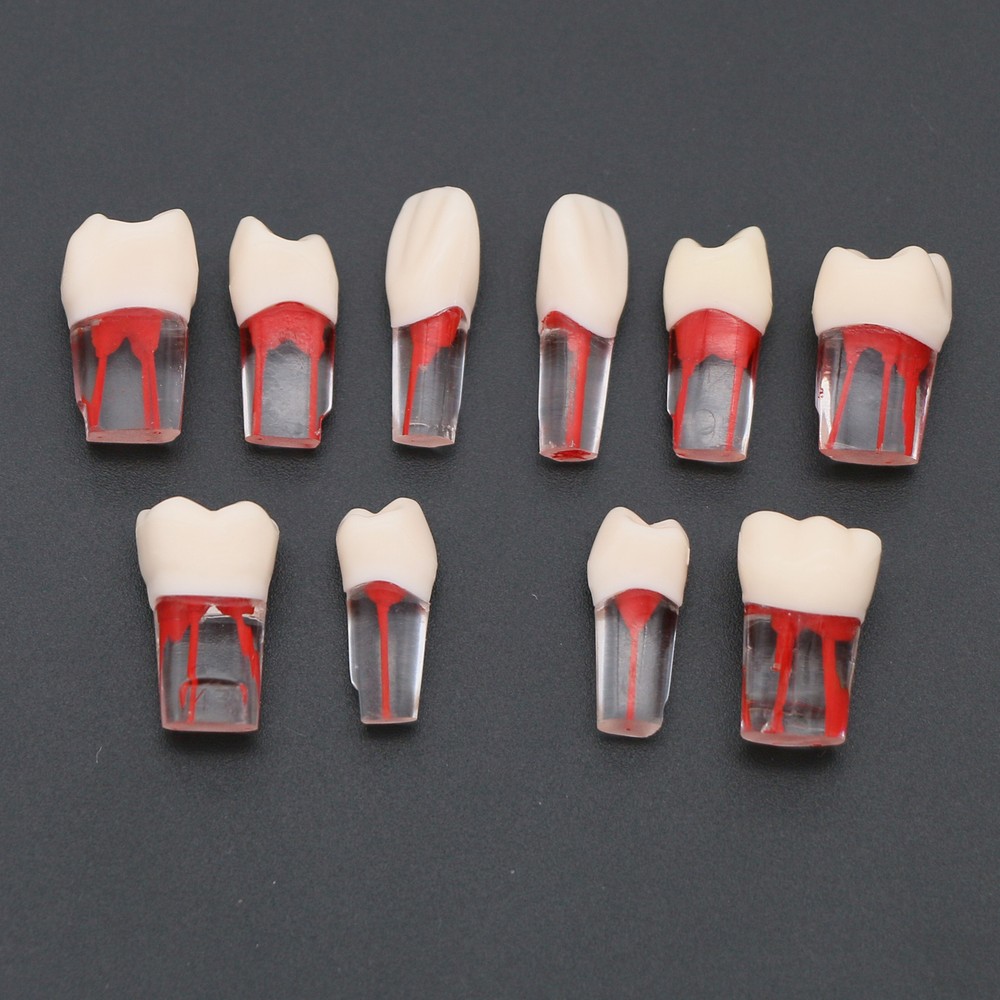 Dental Root Canal RCT Block Pulp Cavity Practice Model for Endo File Study Teeth
