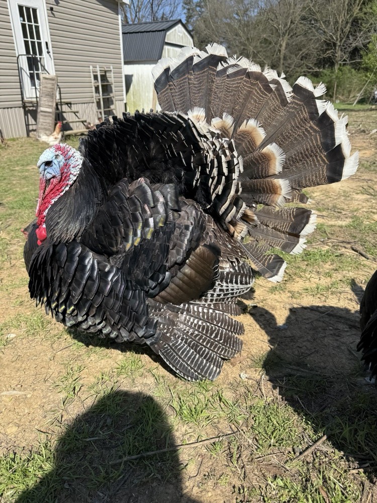 12 Narragansett Turkey Hatching Eggs