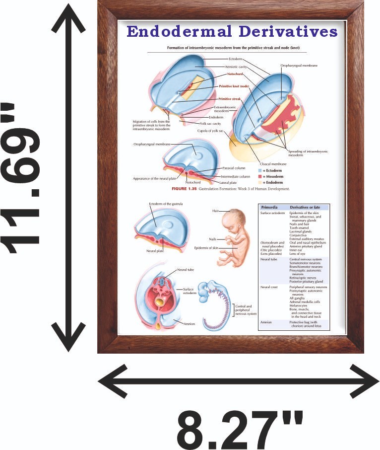 Endodermal Derivatives Chart 12x18 inches