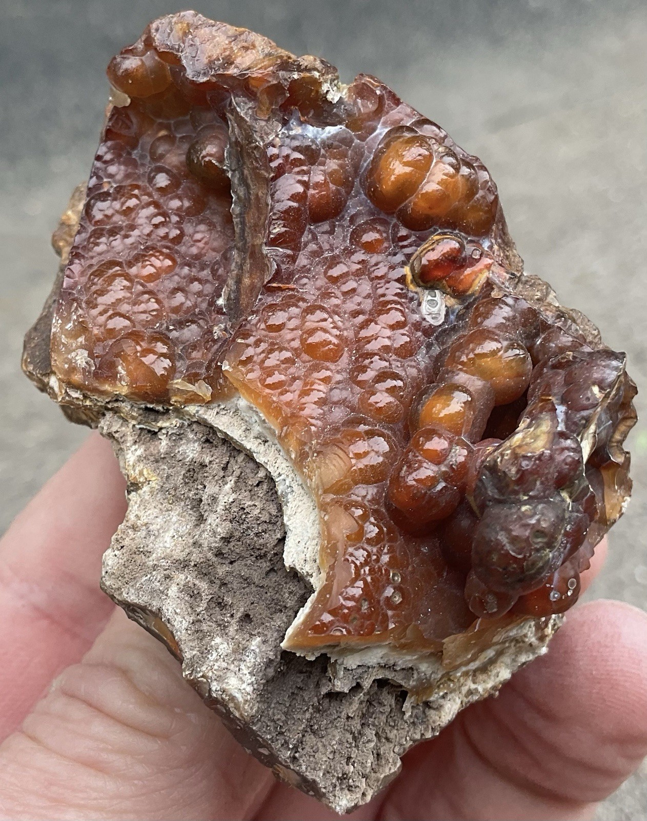 103g Botryoidal Agatized Coral Fossil Chalcedony Stalactite Florida