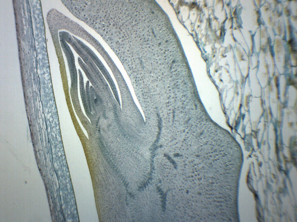 Zea Mays, Corn Grain - LS - Prepared Slide - 75x25mm - Eisco Labs