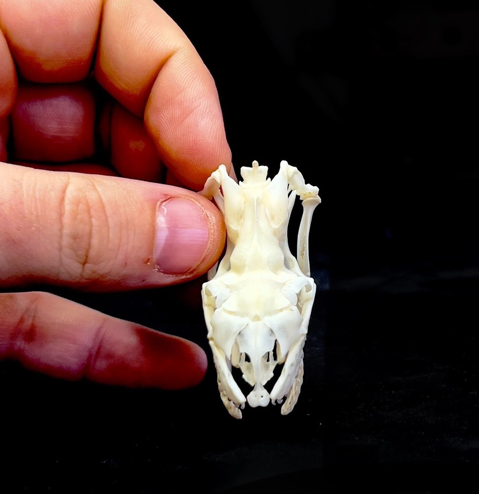 Ball Python Skull (XL Specimen) Snake; 100% Real Bone