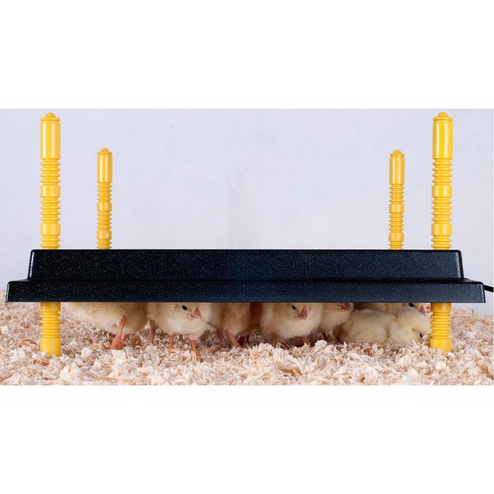 Heating Plate for 15-20 Chicks (10" x 10")