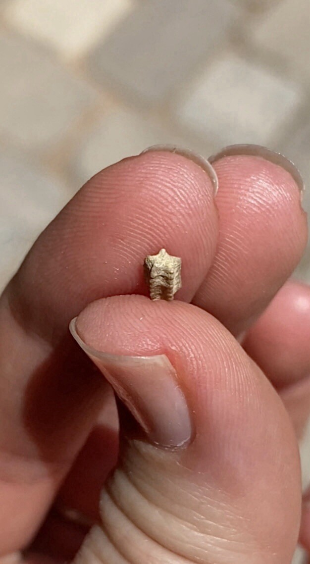 A Bottle of 36 Crinoid Star Fossils