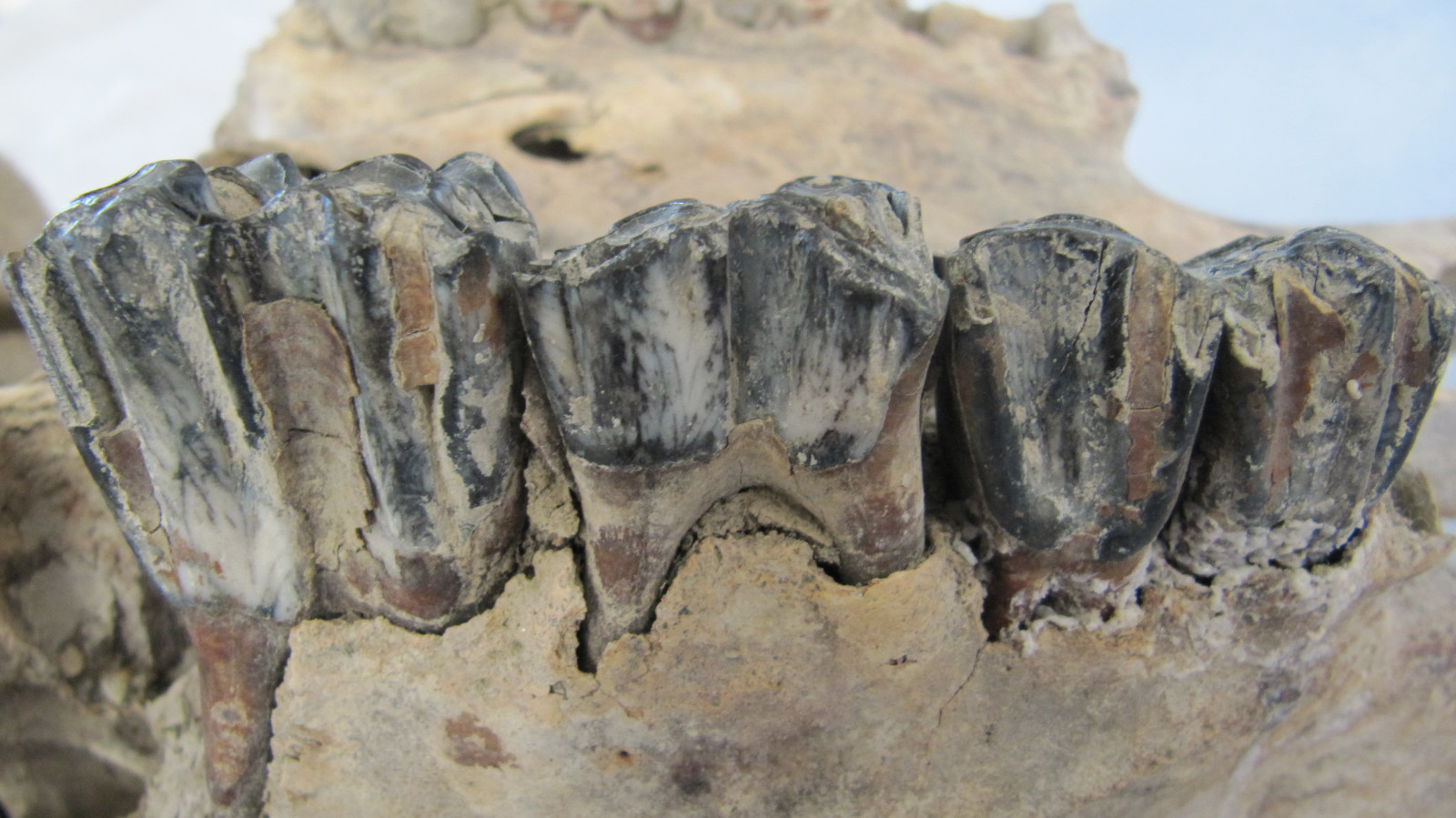 Buffalo Skull Bison Native American Natural History Old Fossil Artifact Decor