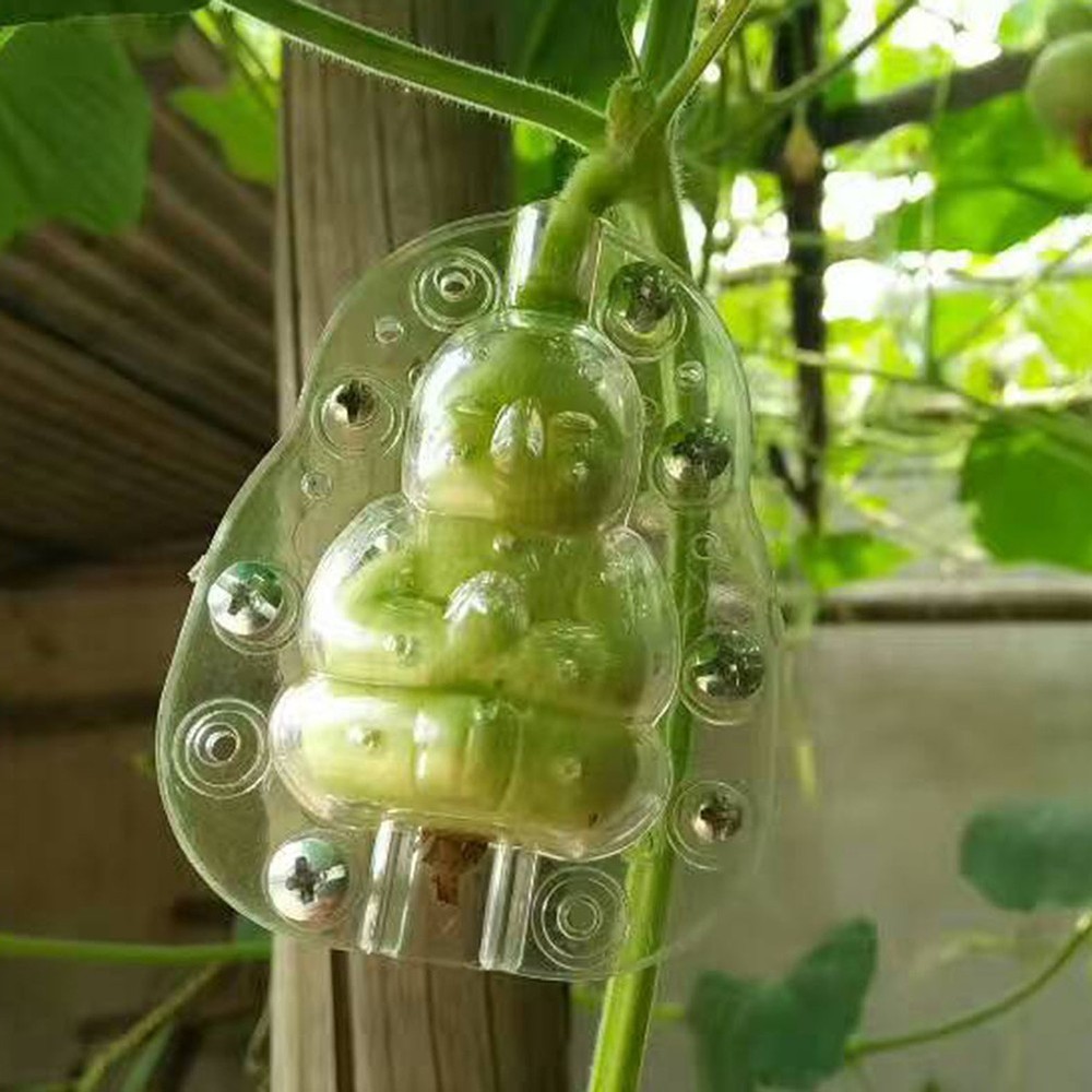 Fruit Plastic Premium Shaping Molds Surprise Experience Transparent Cm Pc