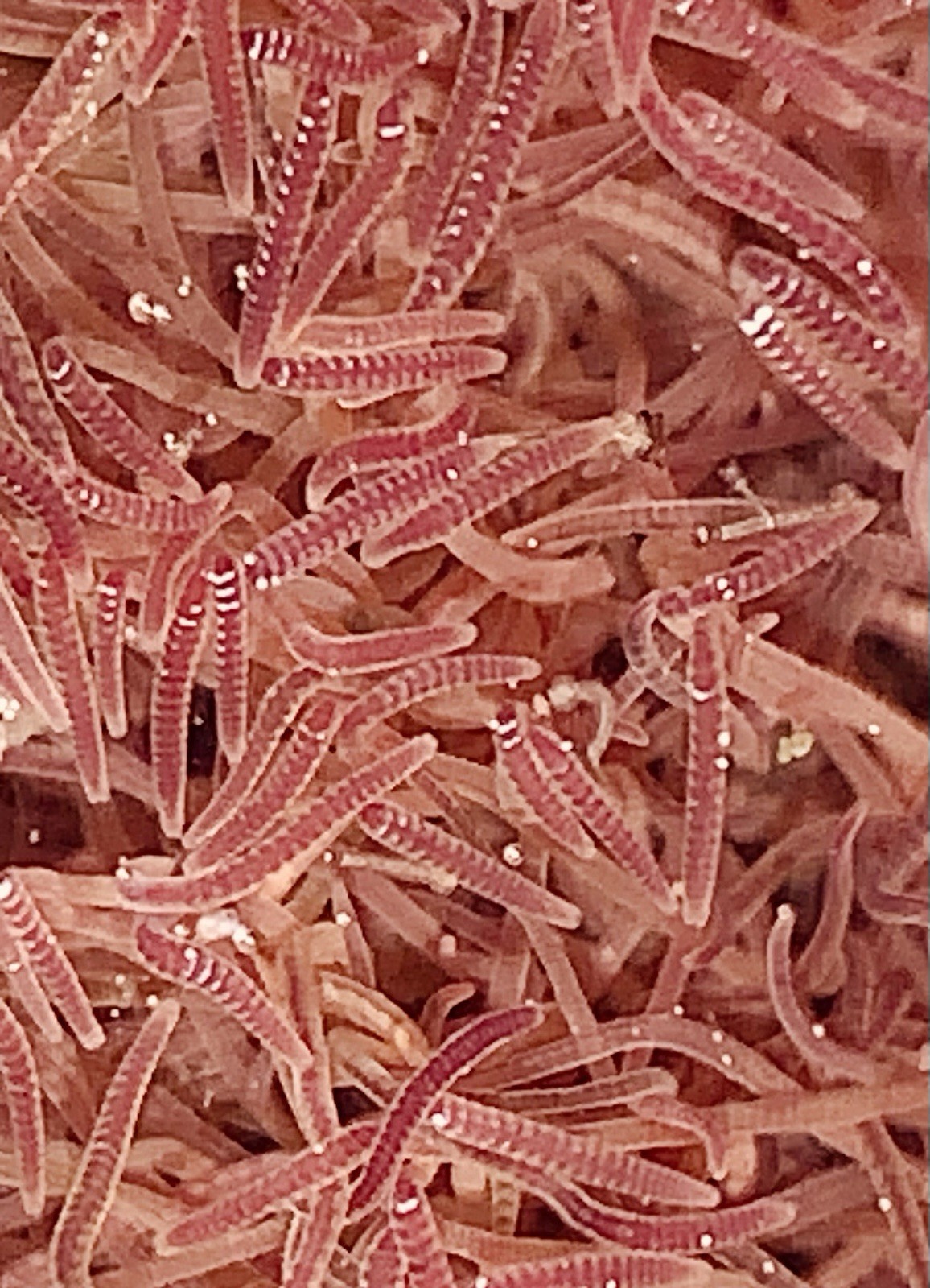 Blackworm +100 Healthy Variety - Live Arrival Guarantee