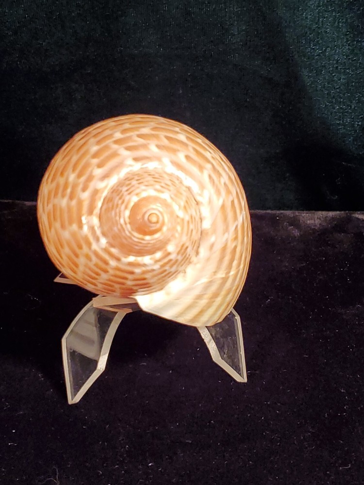 Vintage Tonna Perdix Shell 114mm Great Specimen