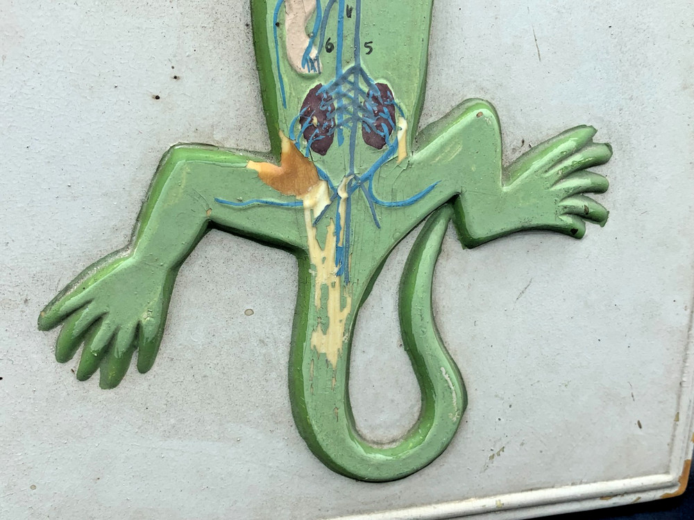 School Lab Educational Anatomical Model Plaque Lizard Circulatory System c.1960s