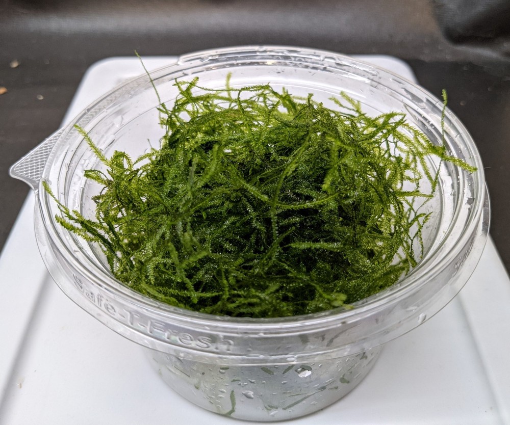 Java Moss Large 25g+ portion. Great for Shrimp & Fry. FREE SHIPPING