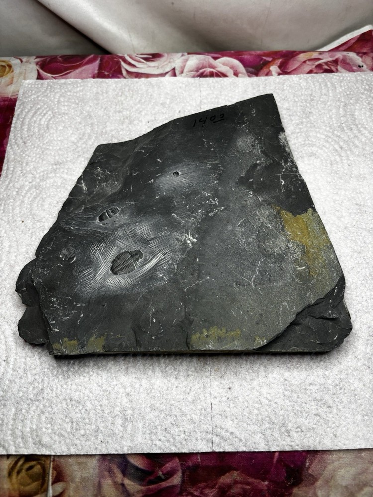 Large Stone Trilobite Fossil Multiple