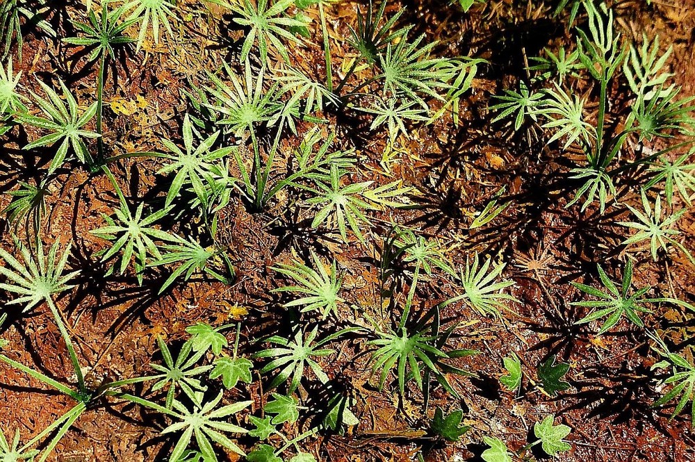 Model Scene 1/35, 1/48 Ground Asian Palm (3 sheets)