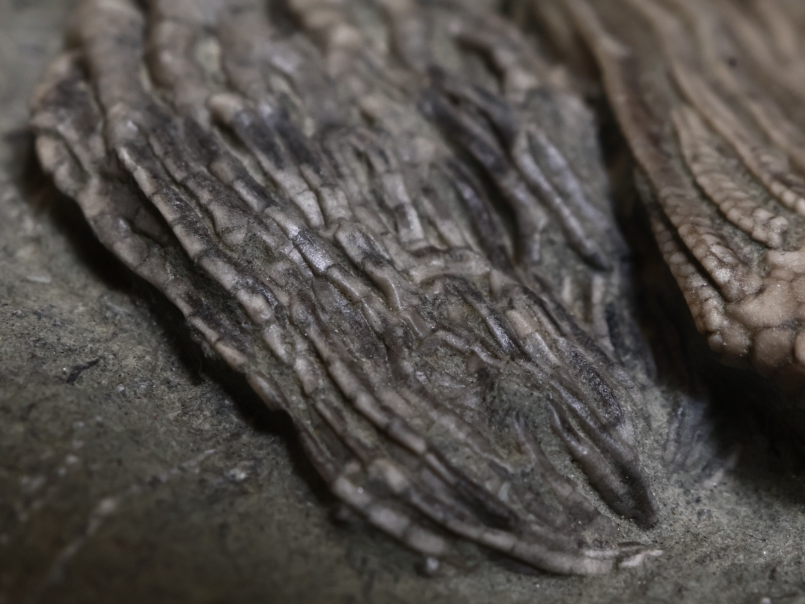 Expertly Prepared Fossil Crinoids, Crawfordsville, IN