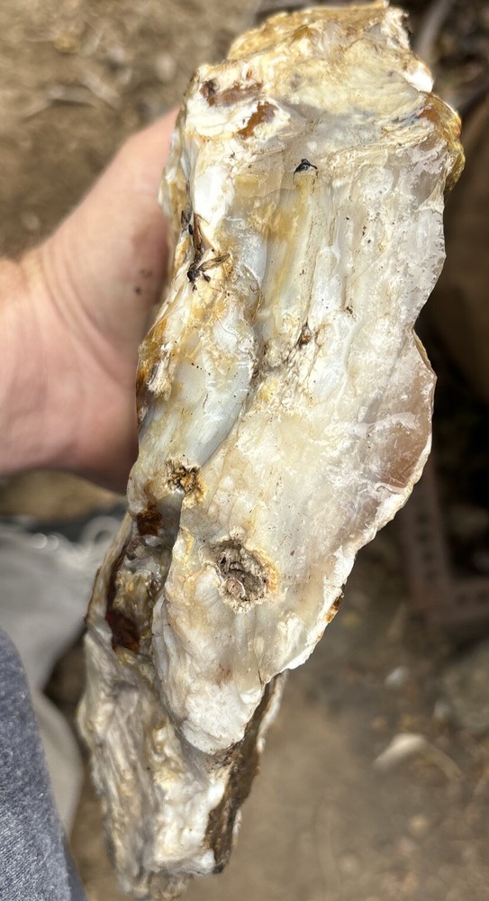 Silver Creek Junction petrified wood