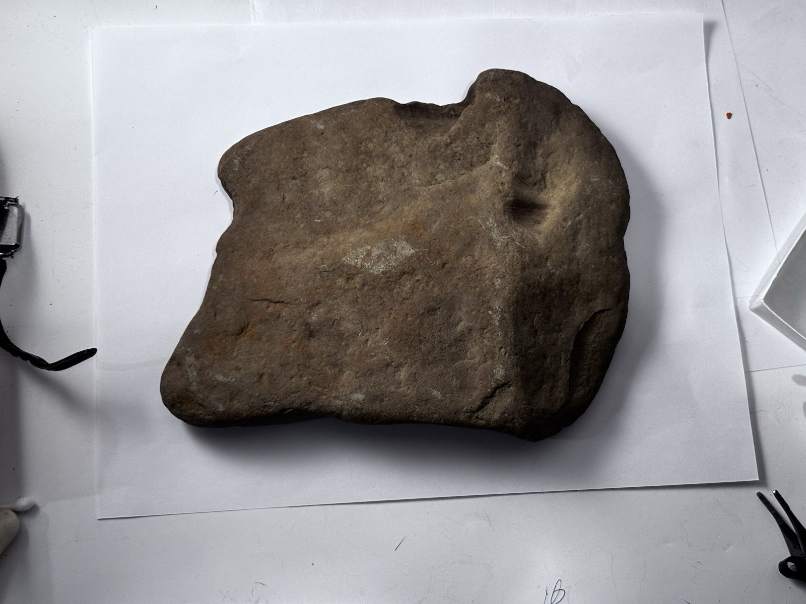 Over 1 M Year Old River Bed Fossil . Many Seashells Unusual Rock 8" X6" 3Lb