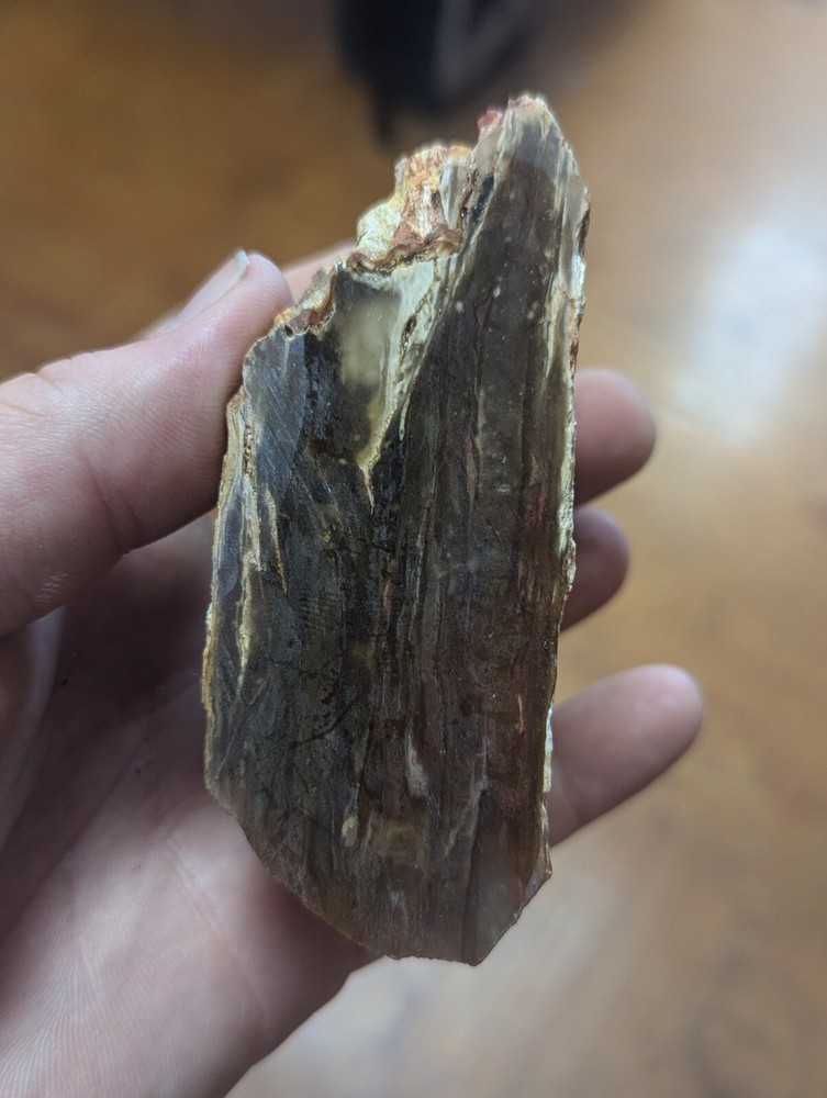 Large Petrified Wood Limb Crystal Cluster