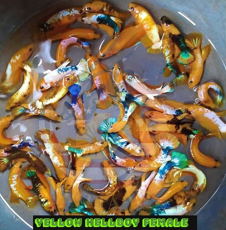 Live Betta Fish Female Sorority Lavender, White, Gold Dumbo, Red Hellboy & More