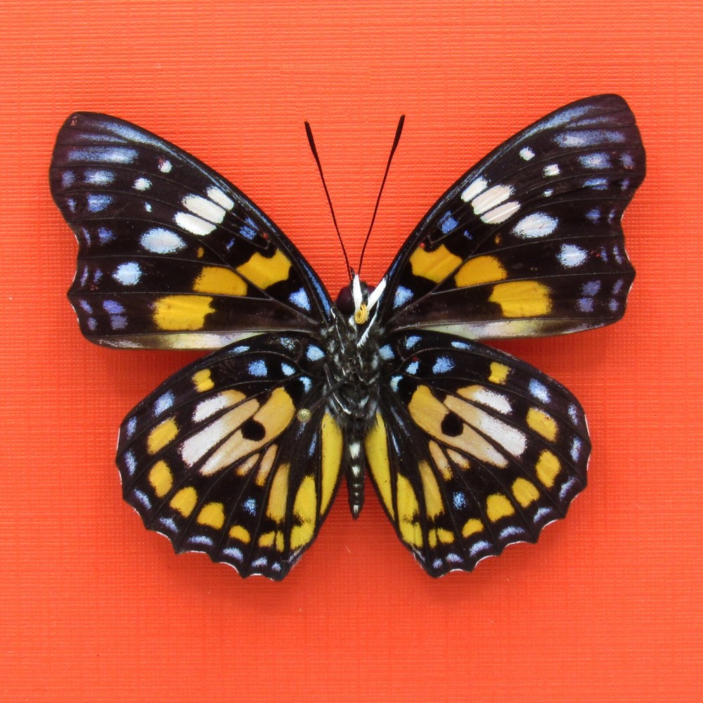 Real mounted butterfly - Sephisa chandra - A1