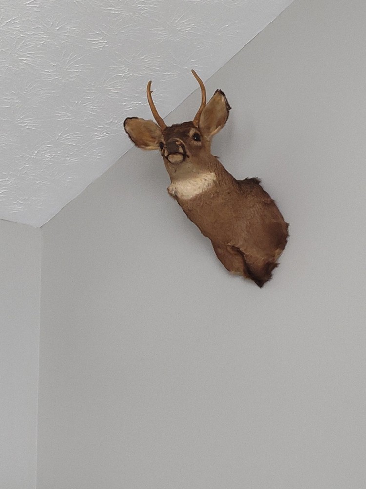 Bambi