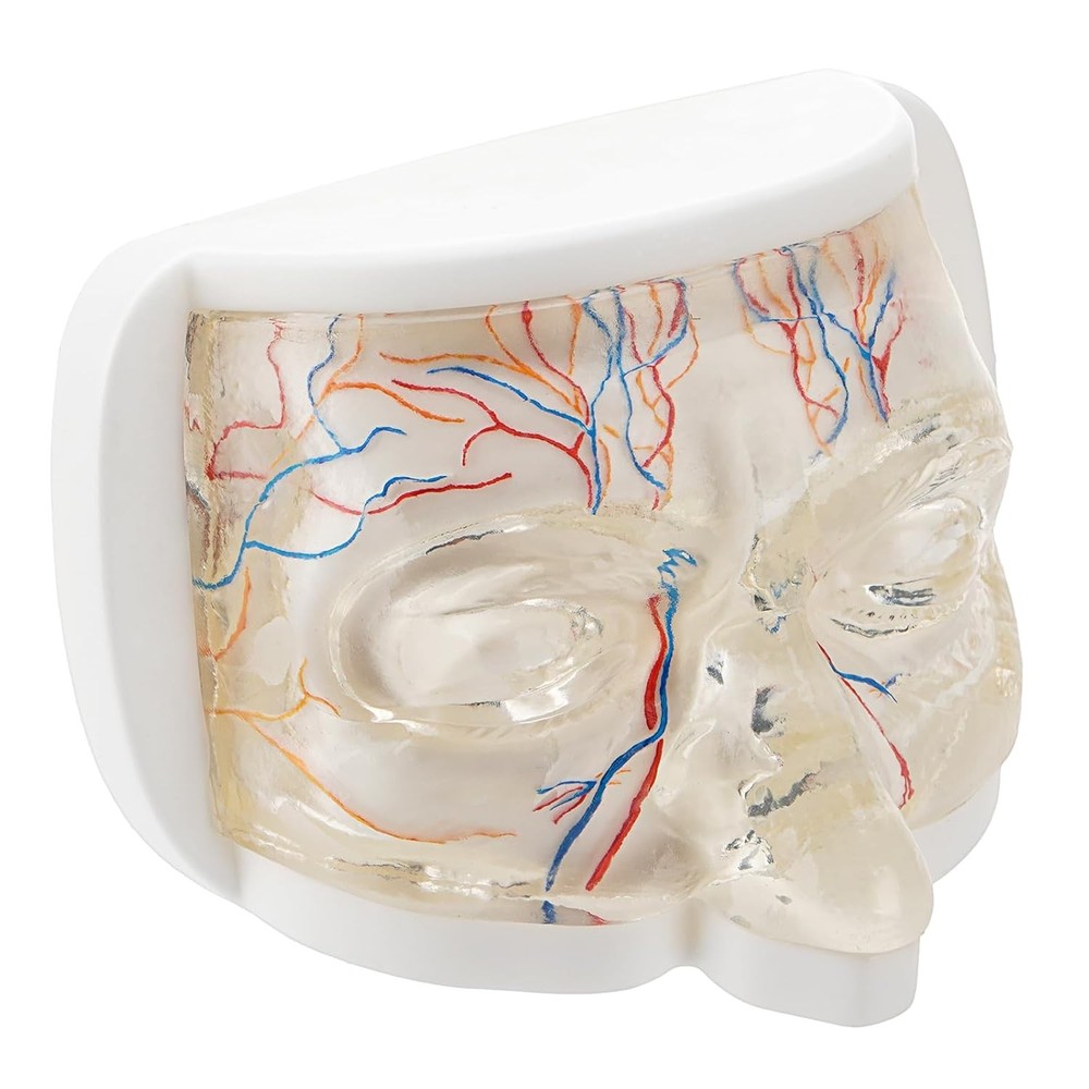 Transparent Eye Injection Model Lower Face Injection Training Model TPE Material