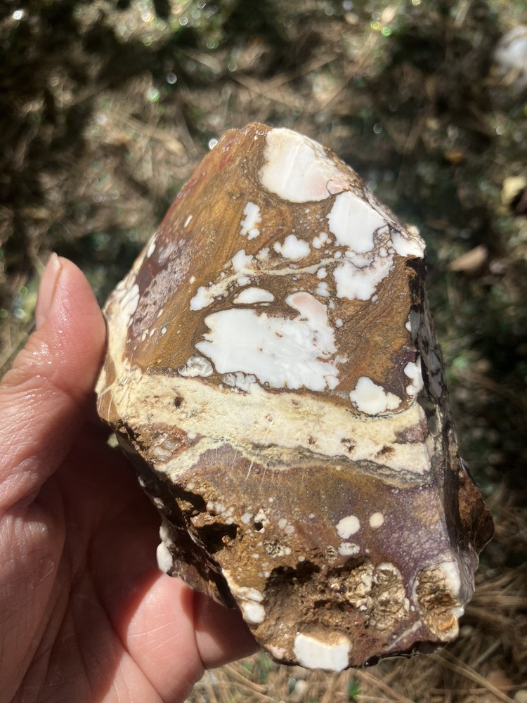 Wild Horse Specimen (Rough)