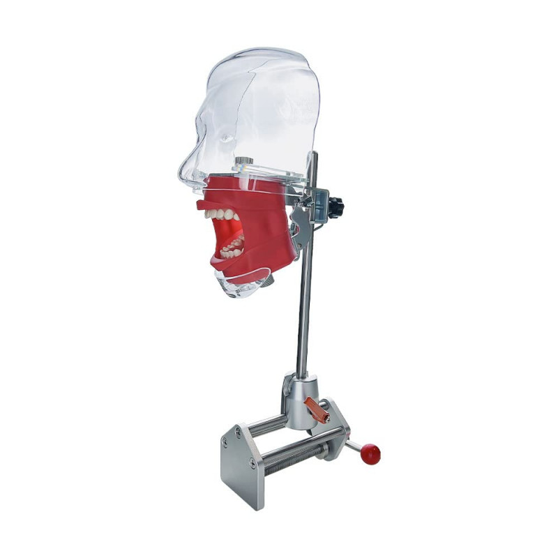 Dental Simulator Manikin Phantom Head Model with Bench Mount for Dentist