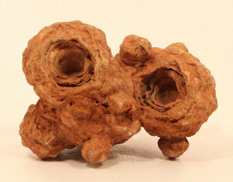 Moroccan stromatolite fossil