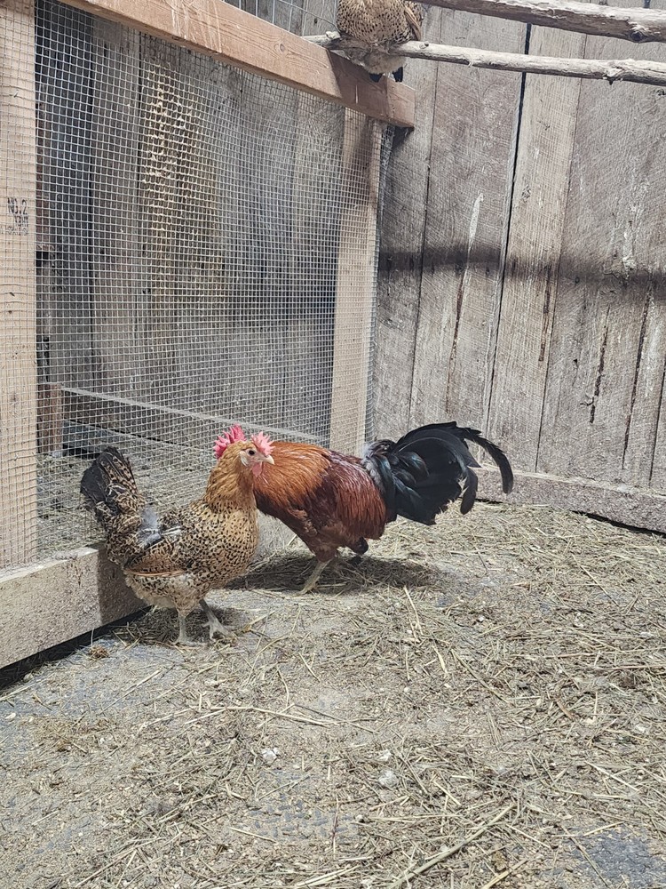 6+Rare Standard Buttercup Chicken Hatching Eggs