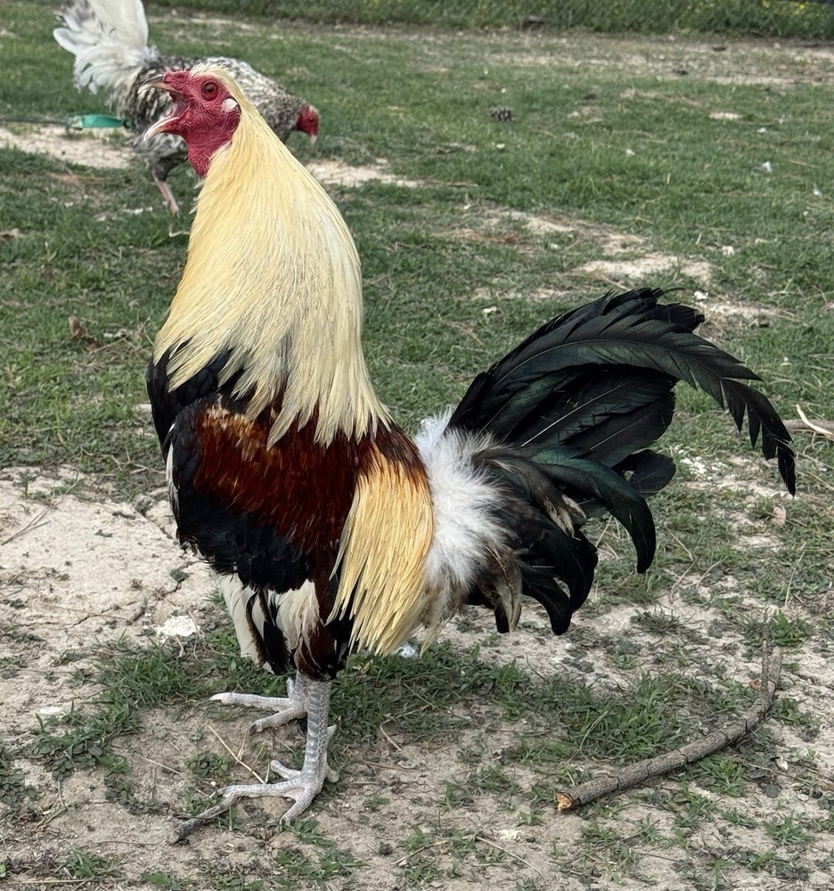 chicken hatching egg