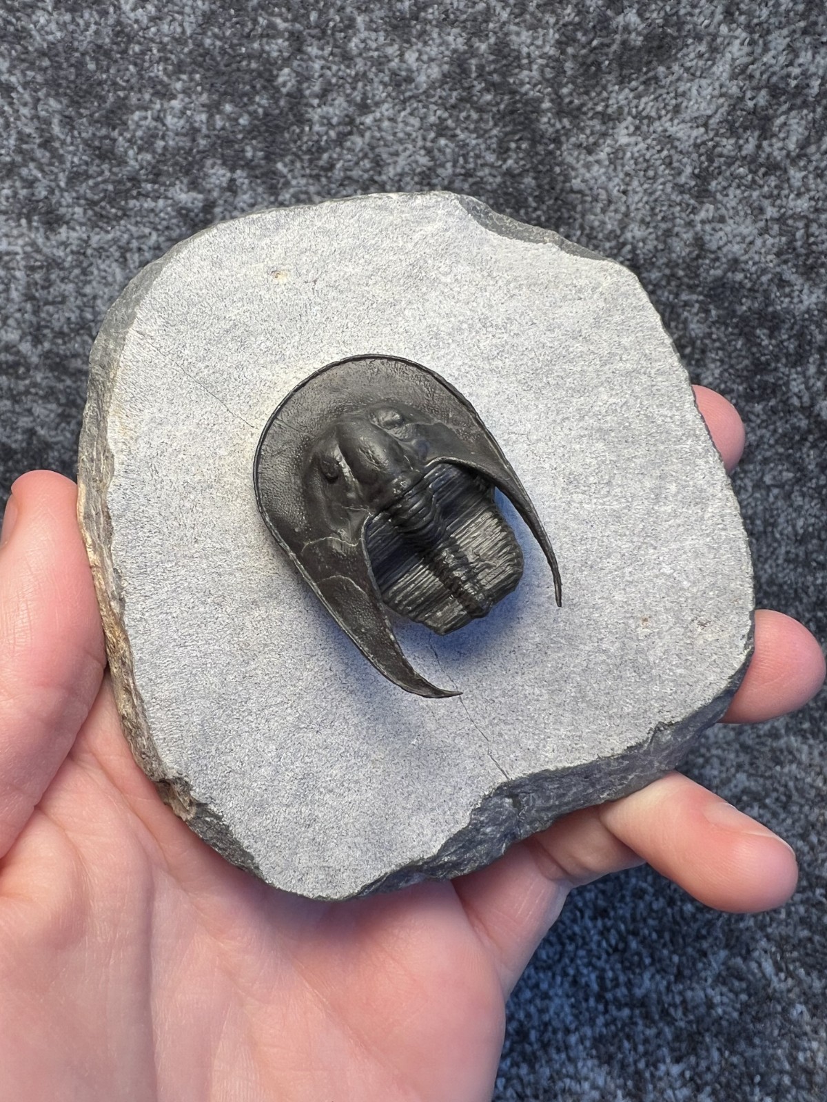 Harpes aff. perradiatus Trilobite Fossil – Attractive Specimen