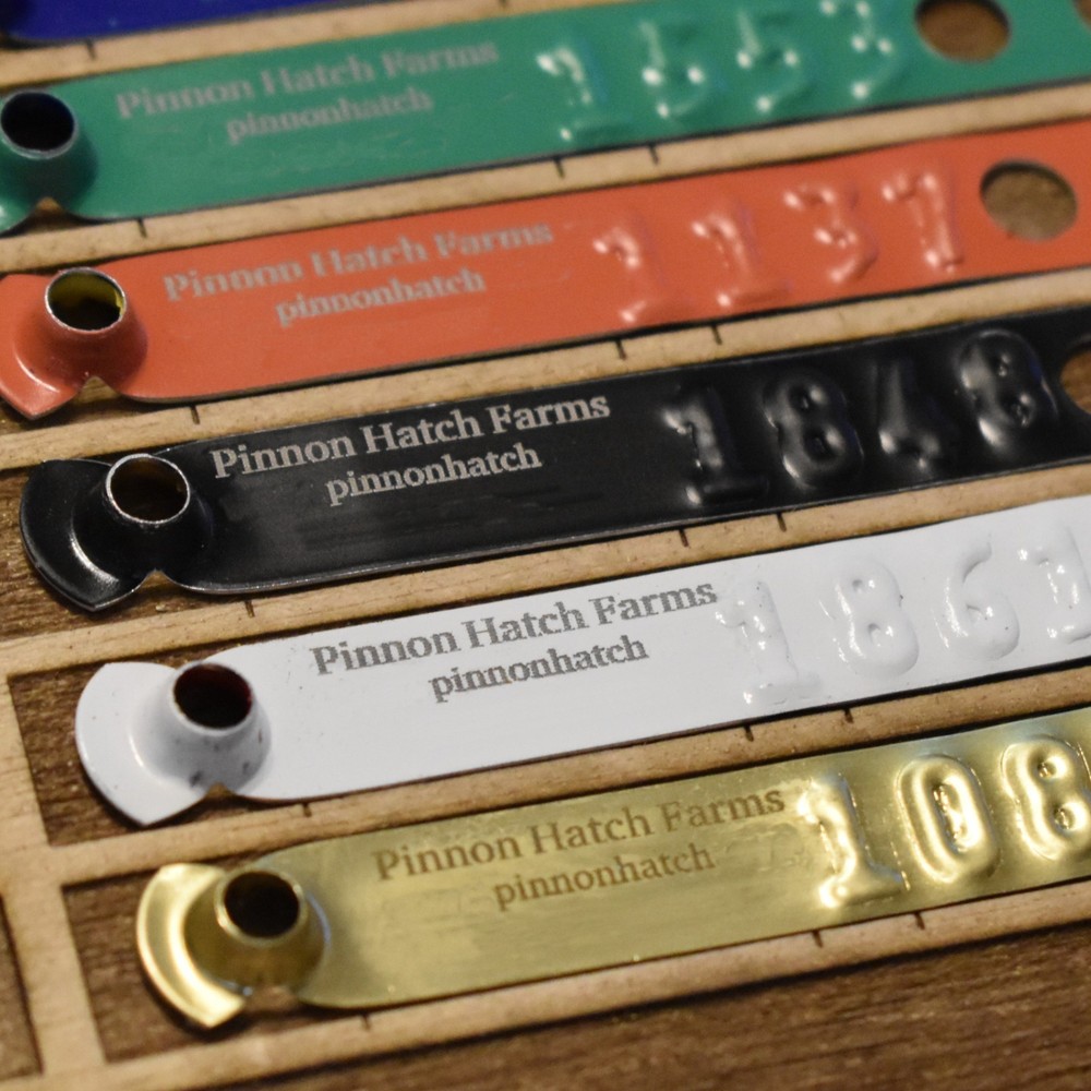 Custom Laser Engraved Leg Bands ID Identification Tags w/ Text Only Customized