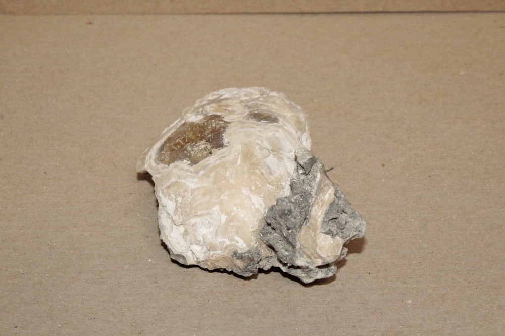 Calcite Fossil Clam Rucks Pit Florida #58