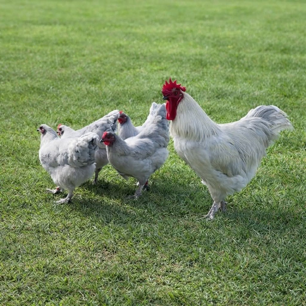 NPIP Certified: 6+ Lavender Marans Hatching Eggs!