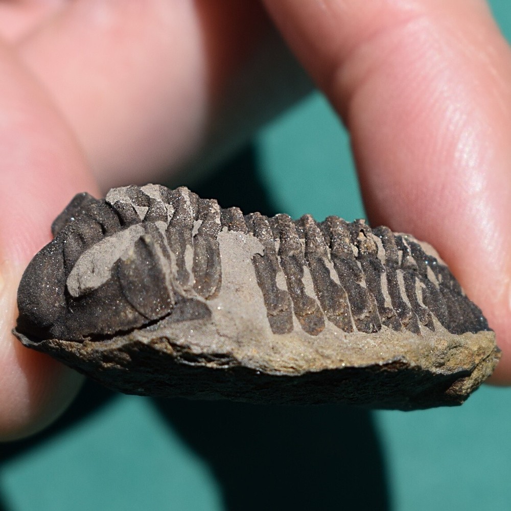 Trilobite, Eldredgeia eocryphaeus: Bolivia devonian trilobite fossil