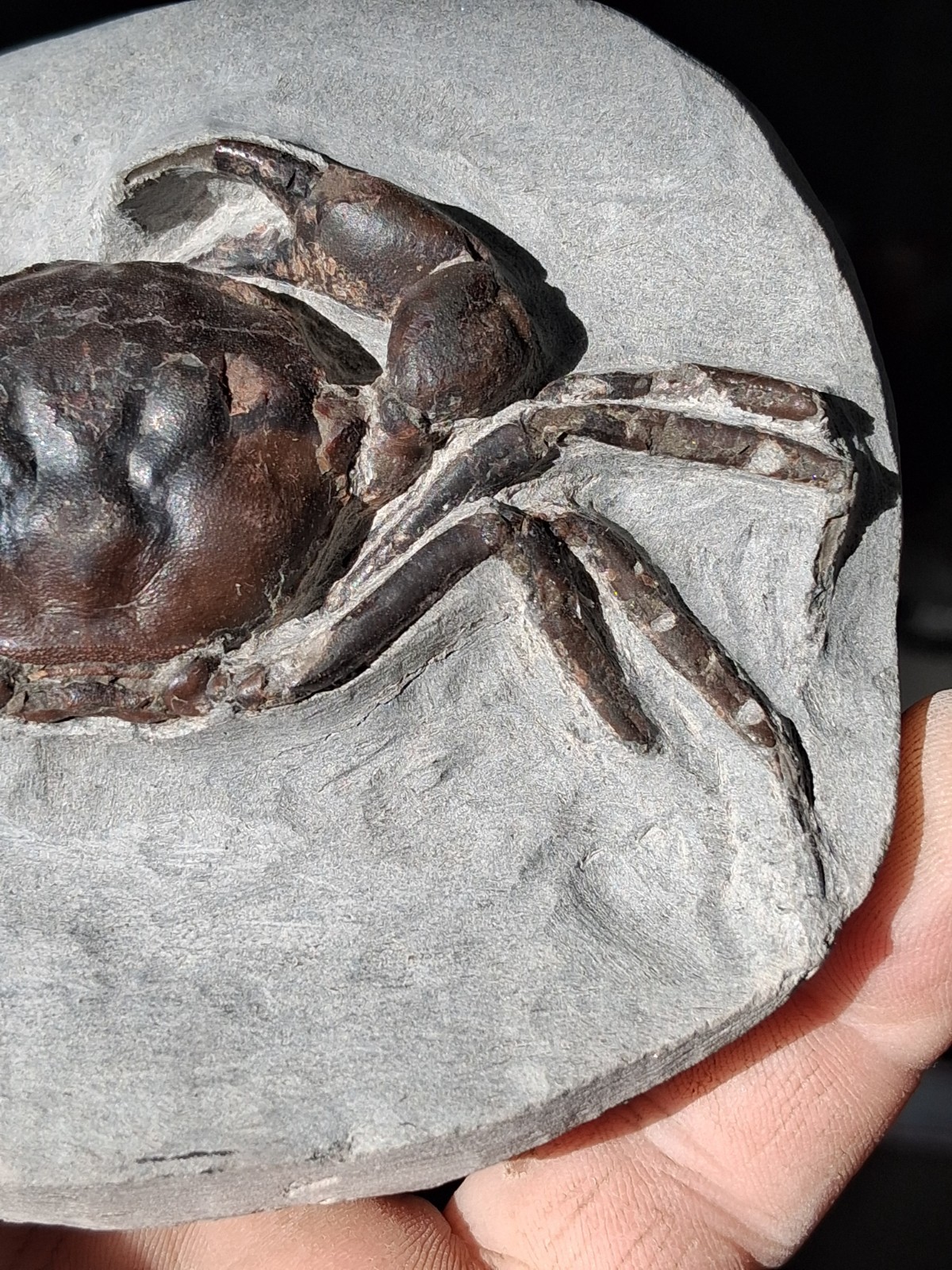 Pulalius Vulgaris Crab Fossil Specimen Washington State