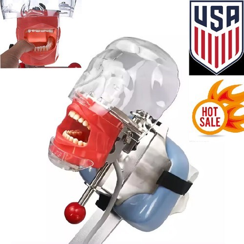 Oral Simple Head Mold Dental Teaching Simulation Head Mold Taping Type Reusable