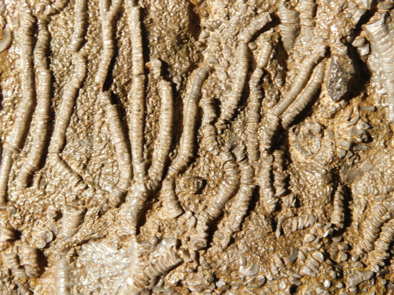 Larger! 430 Million Year Old! CRINOID Fossil or Sea LILY Fossil Morocco 601gr