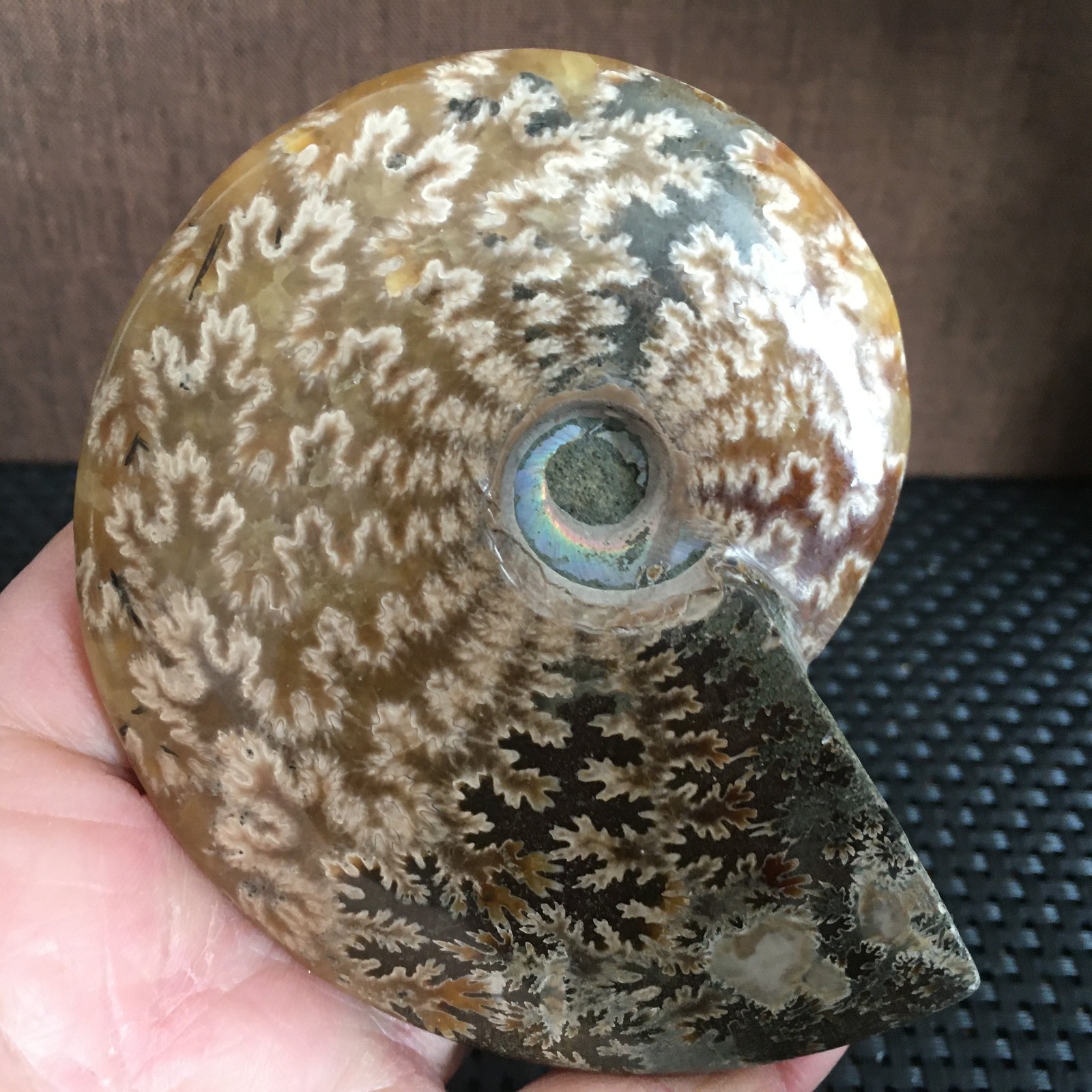239g Natural polishing Ammonite crystal specimens fb1027