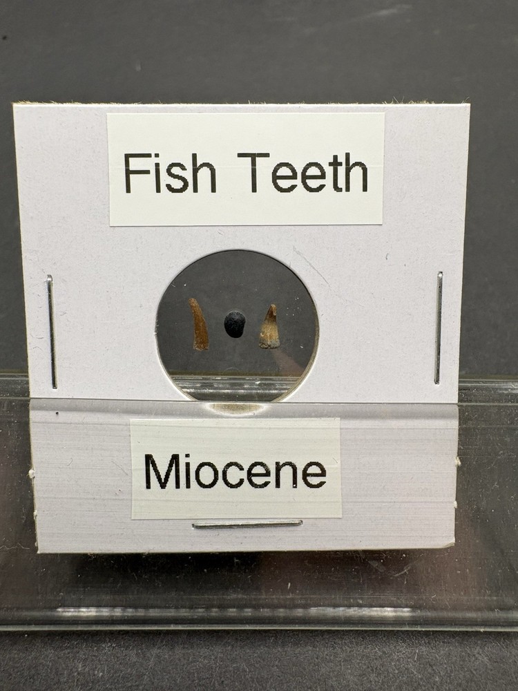 (12)- Mixed Location Micro Fossils- Miocene, Oligocene, Eocene, Cretaceous
