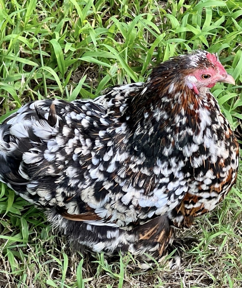 Cochin Bantam Mille Fleur Hatching Eggs One dozen