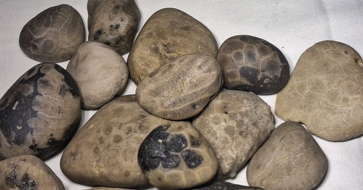 Michigan Petoskey Stone Lot 2 Pound Unpolished Natural Great Lakes Fossil Coral