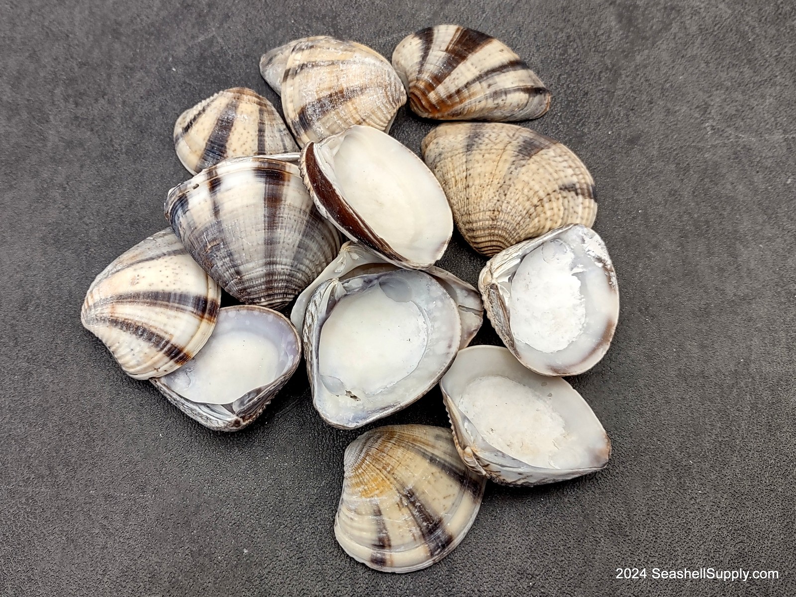 Mexican Sunset Striped Clam Seashells (15 shells approx. 1.25+ inches)